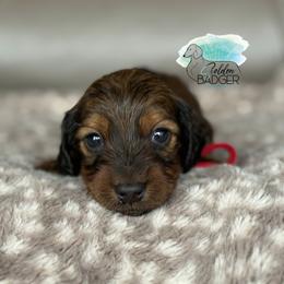 Red Collar - Red male Dachshund puppy in Cheyenne, Wyoming from Golden Badger Kennels