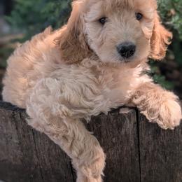 Girl 4 - Caramel female Australian Labradoodle puppy in Yamhill, Oregon from FitzGerald Kennels