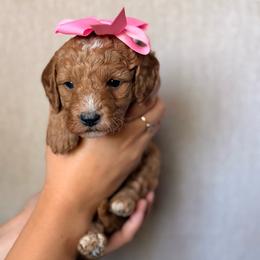 Lulu - Red  female Goldendoodle puppy in Sacramento, California from GoldenDoodle Love