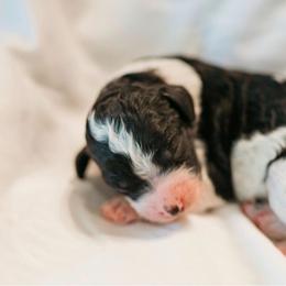 Gryphon - Black and white female Cavapoo puppy in Blanchard, Oklahoma from Curly Q Cavapoos