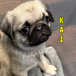 Pug Puppies from Pearly’s Pugs