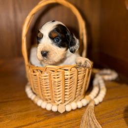 Lighting - Black white and tan male English Springer Spaniel puppy in Cottageville, West Virginia from Mountain Top Springers