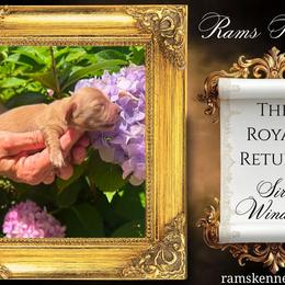 Sir Windsor - Cream male Dachshund puppy in Splendora, Texas from Ram’s Kennels