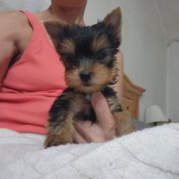 Deuce2 - Black and tan female Yorkshire Terrier puppy in Sidney, Ohio from Little Yorkie World