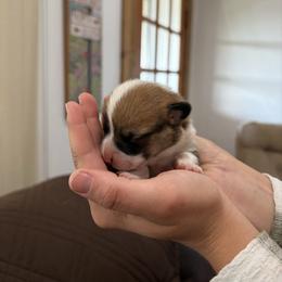 Whetherby - Red male Pembroke Welsh Corgi puppy in Dugspur, Virginia from Camelot  Pembroke Corgis