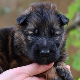 Ace - Sable male German Shepherd puppy in Canton, Texas from WILDWOOD GERMAN SHEPHERDS