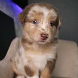 Australian Shepherd Puppies from Kiki's Aussies