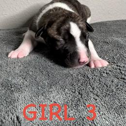 Girl 3 - White and fawn brindle female Whippet puppy in Winter Garden, Florida from Infinity Whippets