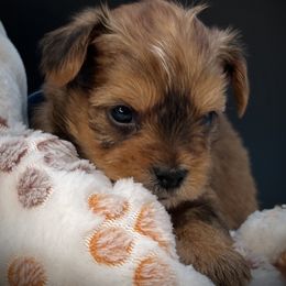 Boy 1..blue - Chocolate and tan male Yorkshire Terrier puppy in Machesney Park, Illinois from 3 Yorkie Family