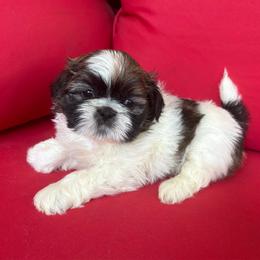 Kai - Tricolor male Shih Tzu puppy in Weeki Wachee, Florida from Svitlana Geist