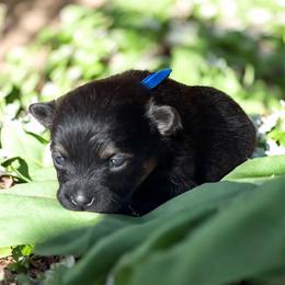Saint - Black and tan male Pomeranian puppy in Liverpool, Pennsylvania from Miracles With Paws