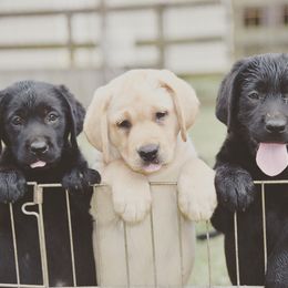 Labrador Retriever Puppies from Tamerlane Labradors
