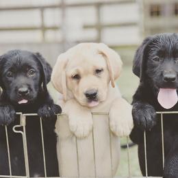 Labrador Retriever Puppies from Tamerlane Labradors
