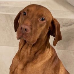 Vizslas from Hanna’s Vizsla