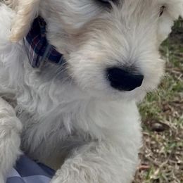Goldendoodles from Doodle Sisters