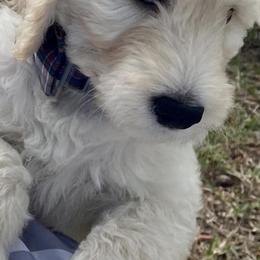 Goldendoodles from Doodle Sisters