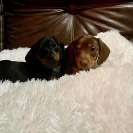 Dachshund and Miniature Schnauzer Puppies from The Bossy Doxie Farm