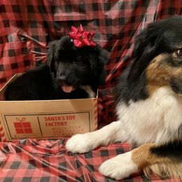 Australian Shepherd and Collie Puppies from Nicara kennel