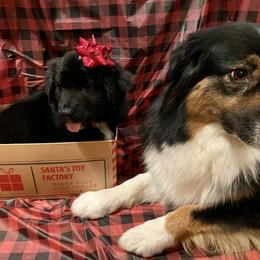 Australian Shepherd and Collie Puppies from Nicara kennel