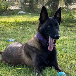 Maeve - Belgian Malinois
