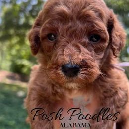 Girl 1 - Poodle puppy in Oxford, Alabama from Posh Poodles Alabama