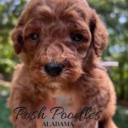 Girl 1 - Poodle puppy in Oxford, Alabama from Posh Poodles Alabama
