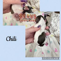 Chili - Piebald male Dachshund puppy in Hockley, Texas from Shans Down Home Doxies