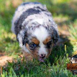 Cirrus - Blue merle male Miniature American Shepherd puppy in Granbury, Texas from Best Little Aussies