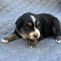 Kippa - Black tri female Miniature Australian Shepherd puppy in Lebanon, Oregon from Two Pines Mini Aussies