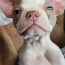 Boston Terriers from Whiskey River Boston Terriers