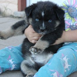 Leroy - Black tri-color male Australian Shepherd puppy in Sonoita, Arizona from Gardner Canyon Kennels