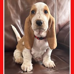 Red Collar Puppy - Red and white Basset Hound puppy in Columbia, South Carolina from Pawmetto Hounds
