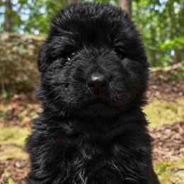 Red Collar - Male - Black male German Shepherd puppy in Charlotte, North Carolina from Zuflucht K9s