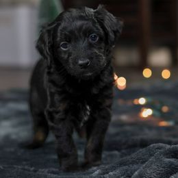 Holly - Black phantom female Aussiedoodle puppy in Casa, Arkansas from Blue Diamond Puppies