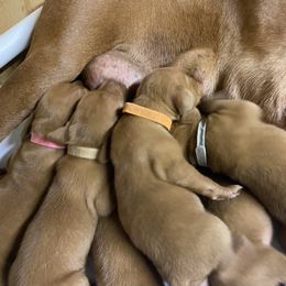 Vizsla Puppies from Waterfall Ranch Hungarian Vizslas