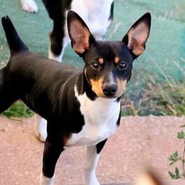 Chase - Rat Terrier