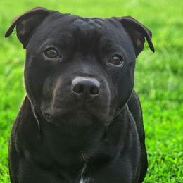 Staffordshire Bull Terriers from Patriot Staffs Staffordshire Bull Terriers
