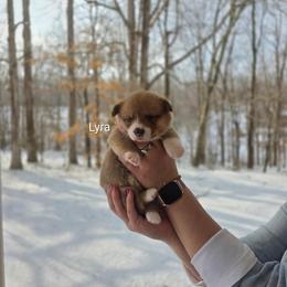 Lyra - Red and white female American Corgi puppy in Centerville, Tennessee from Katerina's American Corgis
