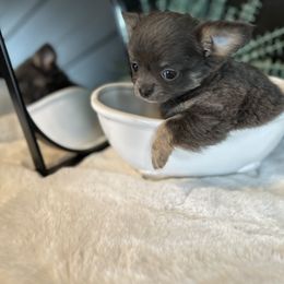 Chihuahua Puppies from So Sweet Chihuahuas