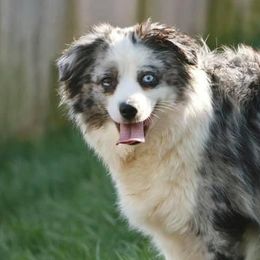 Miniature American Shepherds, Miniature Australian Shepherds, and Toy Australian Shepherds from Ramblin’ Rose Mini's