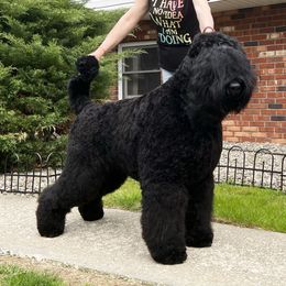 Marcus - Black Russian Terrier