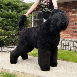 Marcus - Black Russian Terrier