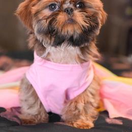 Shih Tzu and Shorkie Puppies from Nana's Happy Pups