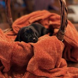 Fig - Black female Labrador Retriever puppy in Sweet Home, Oregon from Knotty Creek Labradors