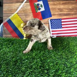 Christian Pulisic (USA) - Merle male Labradoodle puppy in Kingston, Georgia from CC Familydoodles