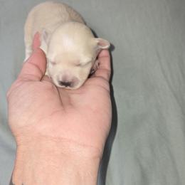 Girl 2 - Cream female Maltipoo puppy in Brooksville, Florida from DeVall Maltipoos