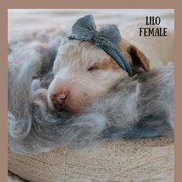 Lilo - Red  female Goldendoodle puppy in Hilton, New York from The House of Goldendoodle