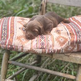 Haven - Chocolate and tan male Dachshund puppy in Carthage, Missouri from Hounds by Mishelle