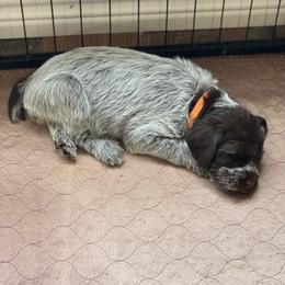 Orange - Brown and gray female Wirehaired Pointing Griffon puppy in Devine, Texas from Tombstone Kennels