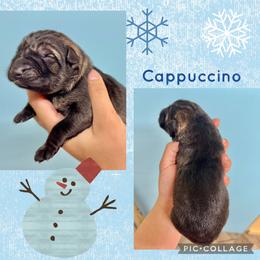 Cappuccino - Green collar boy - Sable male German Shepherd puppy in Oakley, California from Von Guadachi German Shepherds & Audacity Border Collies